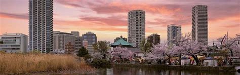 Ngắm hoa anh đào ở Tokyo: Những gợi ý cho chuyến du lịch hoàn hảo