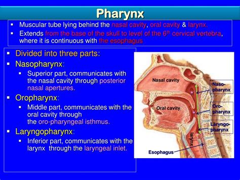 Ppt Nose Nasal Cavity Paranasal Sinuses And Pharynx Powerpoint