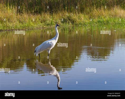 Whooping Crane Grus Americana Beautiful Cranes In North America