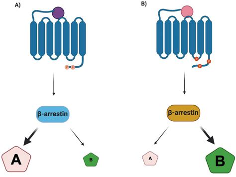 Biased Agonism At Chemokine Receptors Abstract Europe Pmc