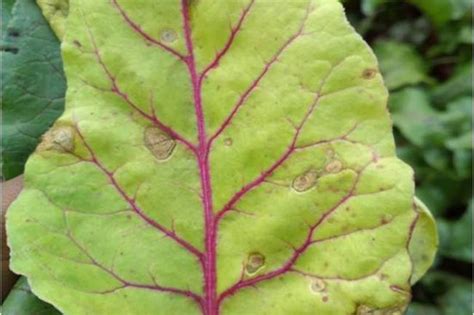 Identify, Prevent, and Treat Common Beet Diseases | Gardener’s Path