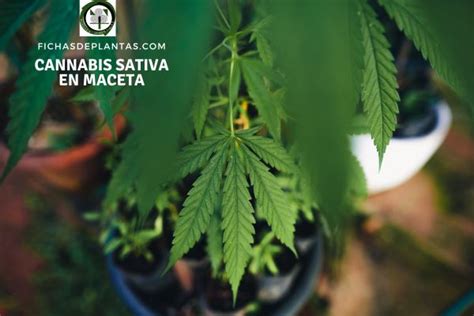 Cannabis Sativa Fichas De Plantas