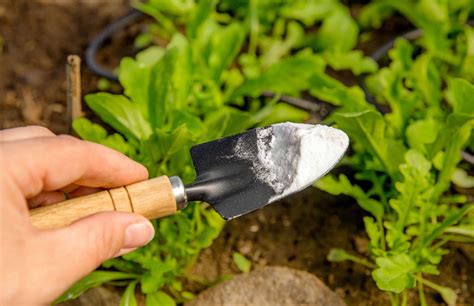 C Mo Utilizar El Bicarbonato De Sodio Para Las Plantas Formas