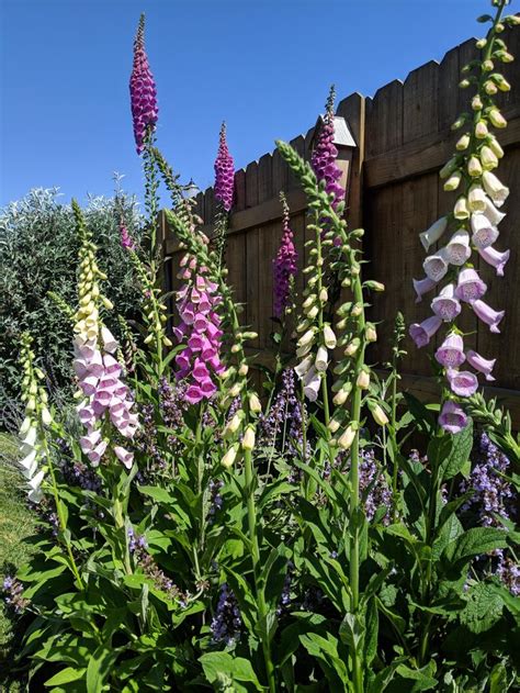 Foxglove | Foxglove, Back gardens, Outdoor structures