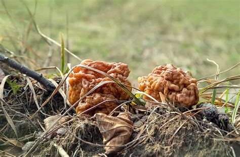 False Morel Mushrooms: A Complete Guide - A-Z Animals