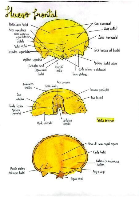 Hueso Parietal UDocz