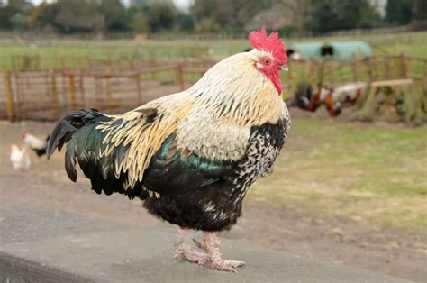 Scots Dumpy Chicken Breed Info Chicken And Chicks Info