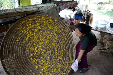 Process Of Making Silk