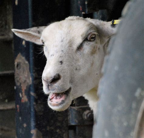 Sheep Peeking Out From Behind A Tire Taken By Me Tire Goats Sheep