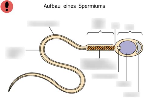 Tiere Aufbau Eines Spermiums Diagram Quizlet