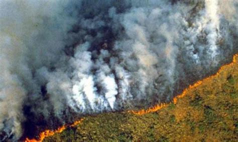 Deforestazione e incendi lAfrica è peggio dell Amazzonia in Brasile