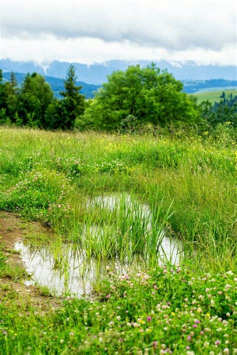 Small Spring Puddle In Green Grass Stock Photo Image Of Lush Liquid