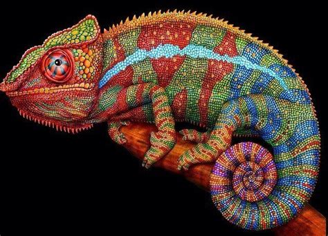 Chameleon Art Colorful Drawings Chameleon Color