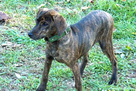 10 Things You Didn't Know About the Treeing Tennessee Brindle