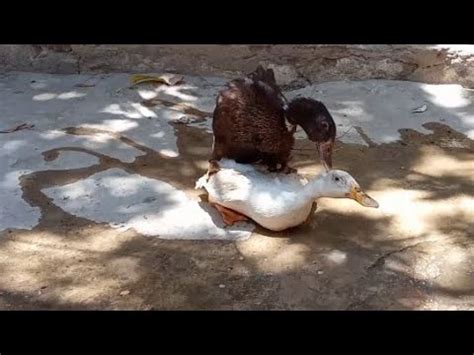 Muscovy Ducks Mating Muscovies Mating Hazel The Duck Pekin Duck