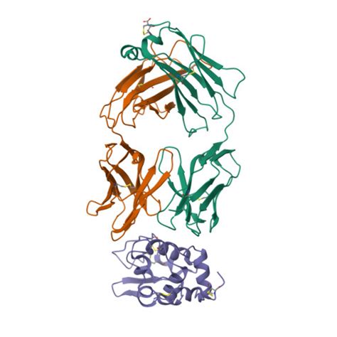 Rcsb Pdb Hfm Structure Of An Antibody Antigen Complex Crystal