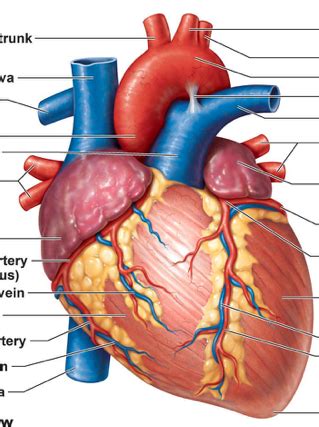 External Heart Anatomy