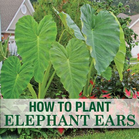 How To Plant Elephant Ears In The Garden