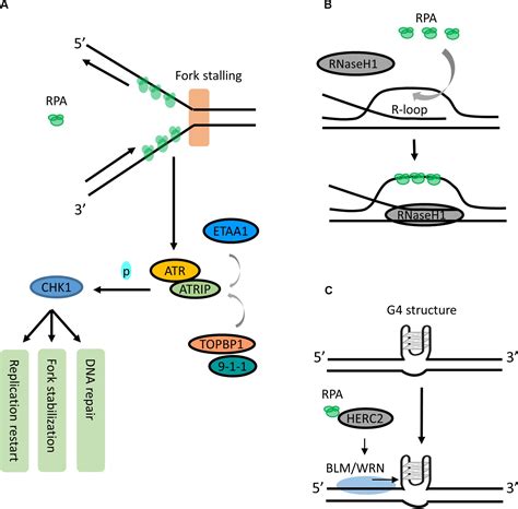 Frontiers Roles Of OB Fold Proteins In Replication Stress