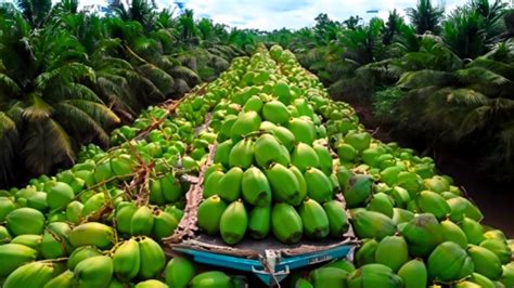 How To Get Fast Harvesting And Processing Of Coconut Tree Coconut