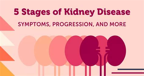 5 Stages of Kidney Disease: Symptoms, Progression, and More | MyKidneyDiseaseCenter