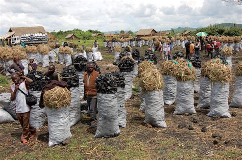 How Somalias Charcoal Trade Is Fuelling The Acacias Demise