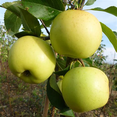 Apple Tree - Greensleeves (Bare Rooted) - Fruit Plants