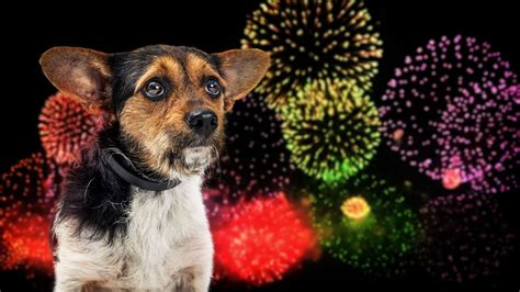 Dogs Cats And Fireworks How To Prepare Naturvet®