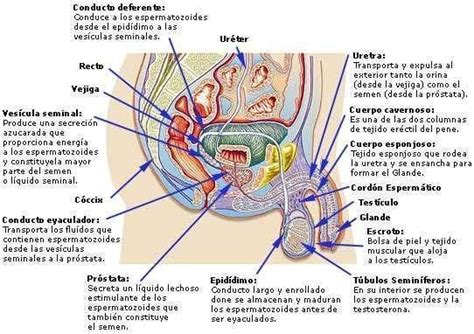 Aparato reproductor masculino sus partes y funcionamiento con imágenes