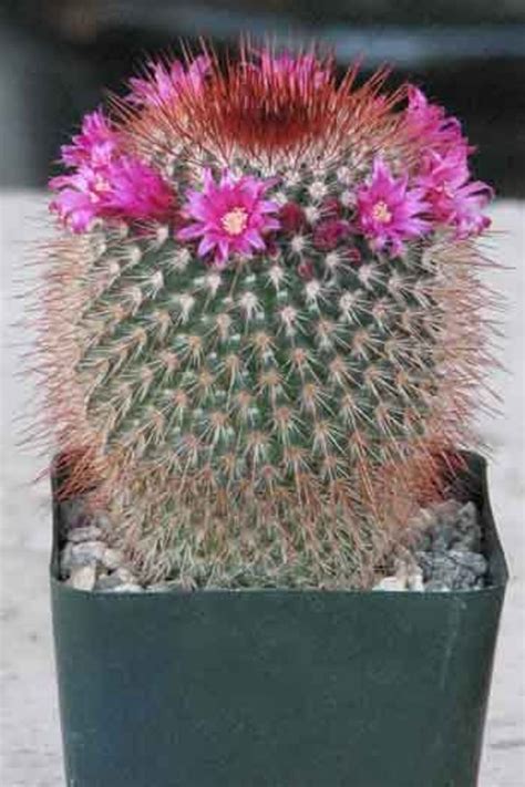 Flowering Cacti | Best Indoor Flower Plants For Beginners | POPSUGAR ...