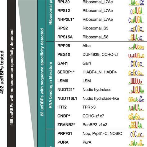 Rna Binding Specificity Of Putative Ucrbds Part I Representative