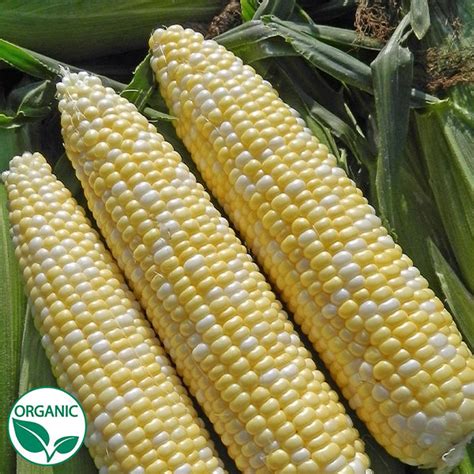 Allure F1 Organic Corn Seeds Seeds