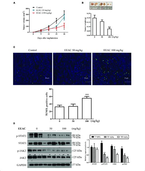 Eeac Suppresses Tumor Growth In Smmc 7721 Cell Bearing Mice Nude Download Scientific Diagram