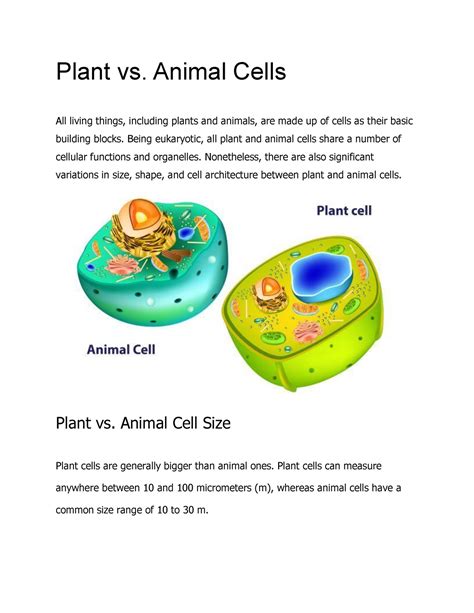 Plant Vs Animal Cells All Living Things Including Plants And Animals