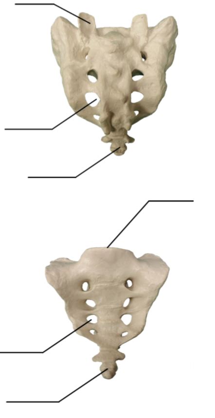 Sacrum Diagram | Quizlet