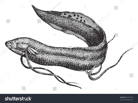 Lungfish Protopterus Anectens Vintage Illustration Meyers Stock Vector