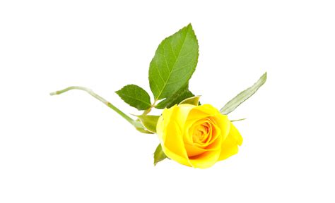 Beautiful Yellow Rose Romantic Botanical Romantic Closeup Png