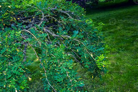 Spring Flowering Weeping Siberian Pea Tree Or Caragana Arborescens