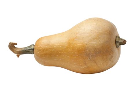 Butternut Squash Isolated On Black Background 48896521 Png