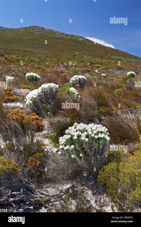 Indigenous Plants South Africa Hi Res Stock Photography And Images Alamy