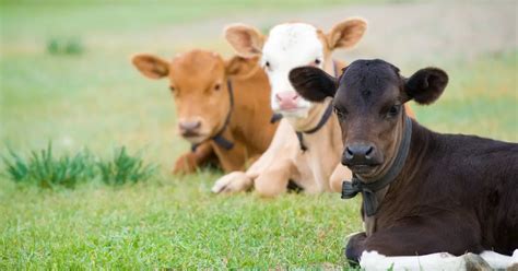 The Importance of Colostrum for Calves: Why It's Critical for Newborns ...