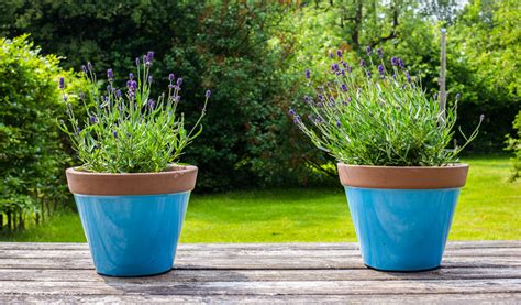 Comment réussir la culture de la lavande en pot Jardiland