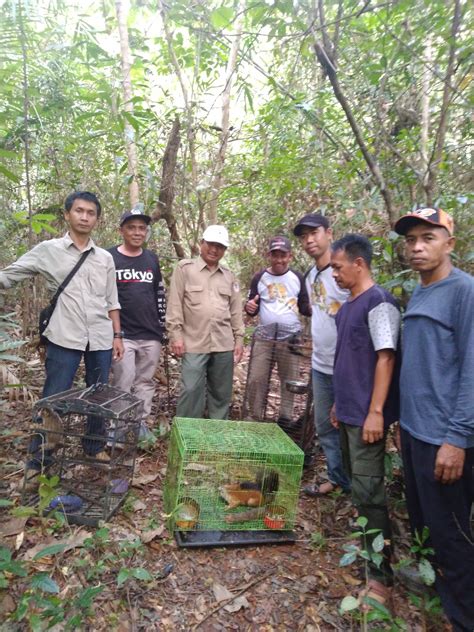 Pelepasliaran Satwa Dilindungi Bksda Kalimantan Selatan