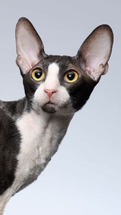 Cornish Rex Cat A Comprehensive Guide On This Unique Breed Including