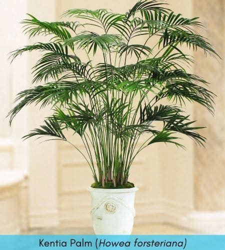 Types of Indoor Palm Trees - Identification + Pictures | Gardenine