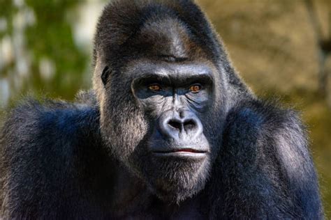 33000 Gorilla Foto Stok Potret And Gambar Bebas Royalti Istock