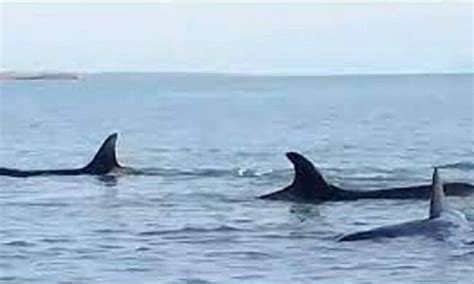 Pescadores Liberan A Siete Ballenas Orca Varadas En Las Costas De Sucre