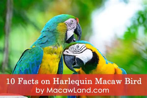 A Complete Guide of Harlequin Macaw – Lifespan, care, price & History