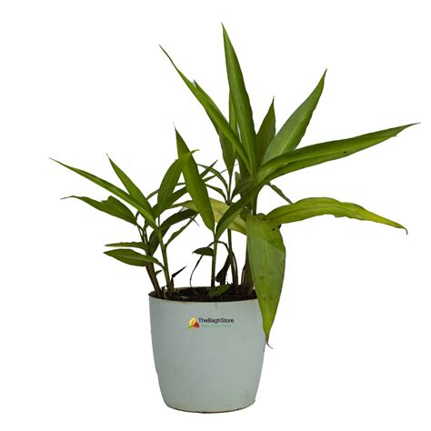 Rasna Alpinia Galanga Thebaghstore All Indoor Plants