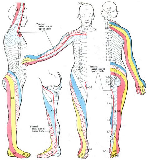 Lumbar Spine Dermatome Distribution - Dermatomes Chart and Map